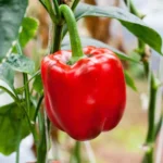 Red Capsicum