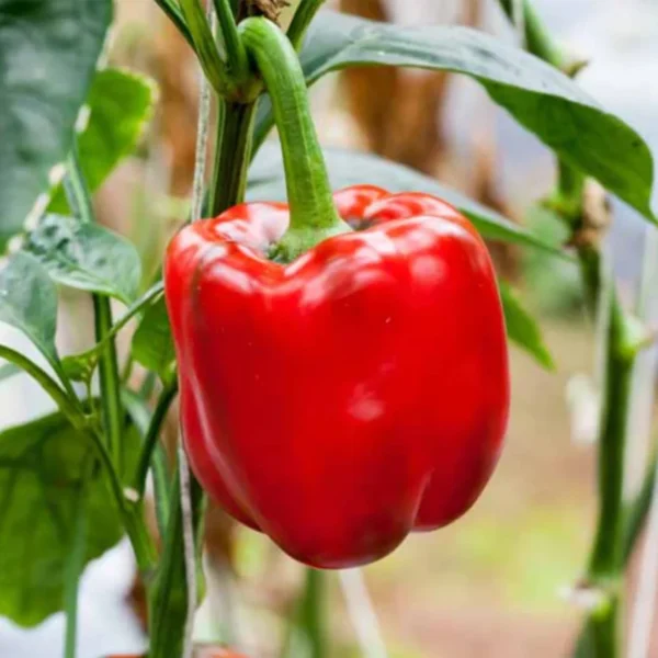 Red Capsicum