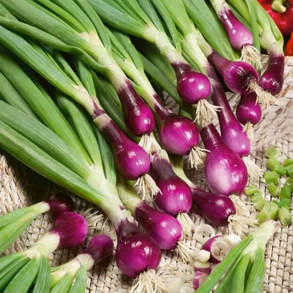 Spring Onion Seeds