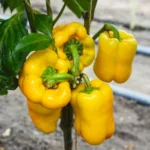 Yellow Capsicum seeds