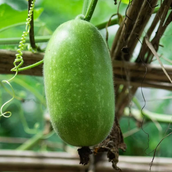 Ash Gourd Seeds