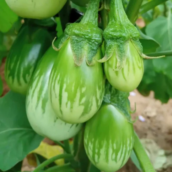 Green Brinjal Seeds