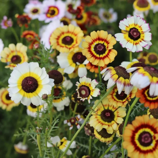 Chrysanthemum Carinatum Flower Seeds