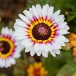 Chrysanthemum Carinatum Flower Seeds