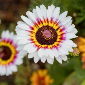Chrysanthemum carinatum flower seeds