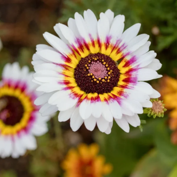 Chrysanthemum Carinatum Flower Seeds