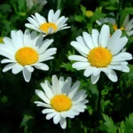 Chrysanthemum Paludosum White Seeds