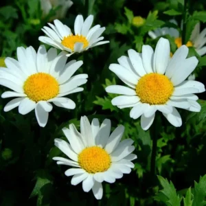 Chrysanthemum Paludosum White Seeds