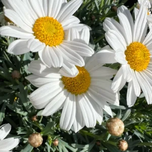 Chrysanthemum Paludosum White Seeds