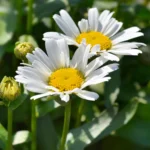 Chrysanthemum Paludosum White Seeds