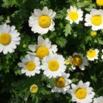 Chrysanthemum Paludosum White Seeds