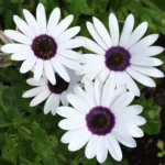 Dimorphotheca White Flower seeds