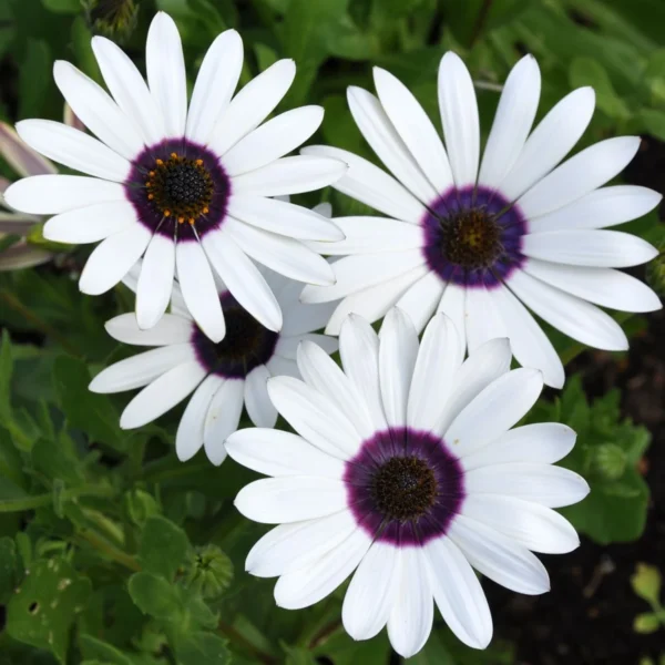 Dimorphotheca white flower seeds