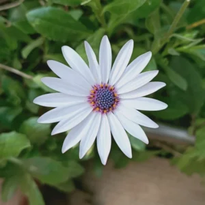 Dimorphotheca White Flower seeds