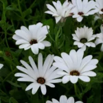 Dimorphotheca White Flower seeds