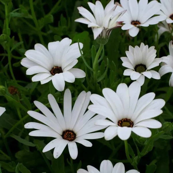 Dimorphotheca White Flower seeds