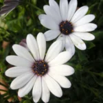 Dimorphotheca White Flower seeds