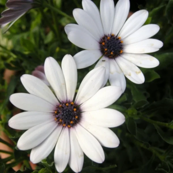 Dimorphotheca White Flower seeds