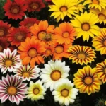 Gazania Flower Seeds