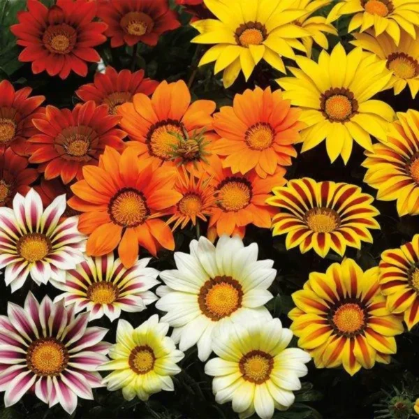 Gazania Flower Seeds