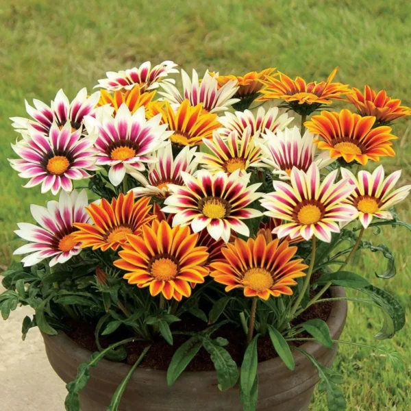 Gazania Flower Seeds