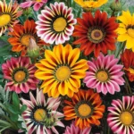 Gazania Flower Seeds
