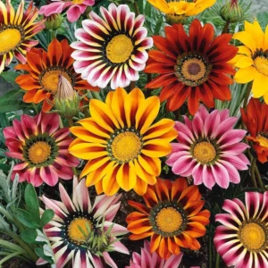 Gazania Flower Seeds