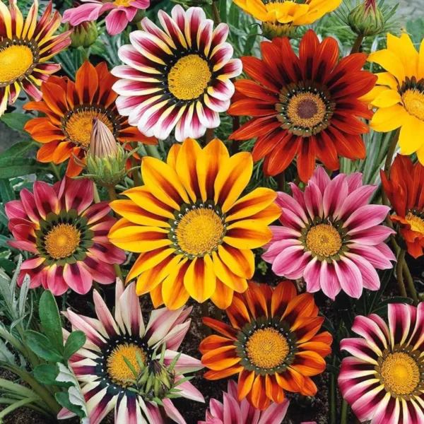 Gazania flower seeds Gazania flower seeds