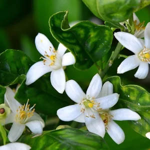 Flowering & Outdoor Plants