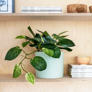 Indoor & Ornamental Plants