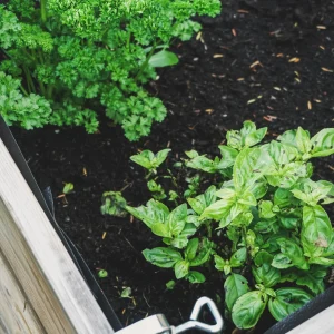 Kitchen Gardens